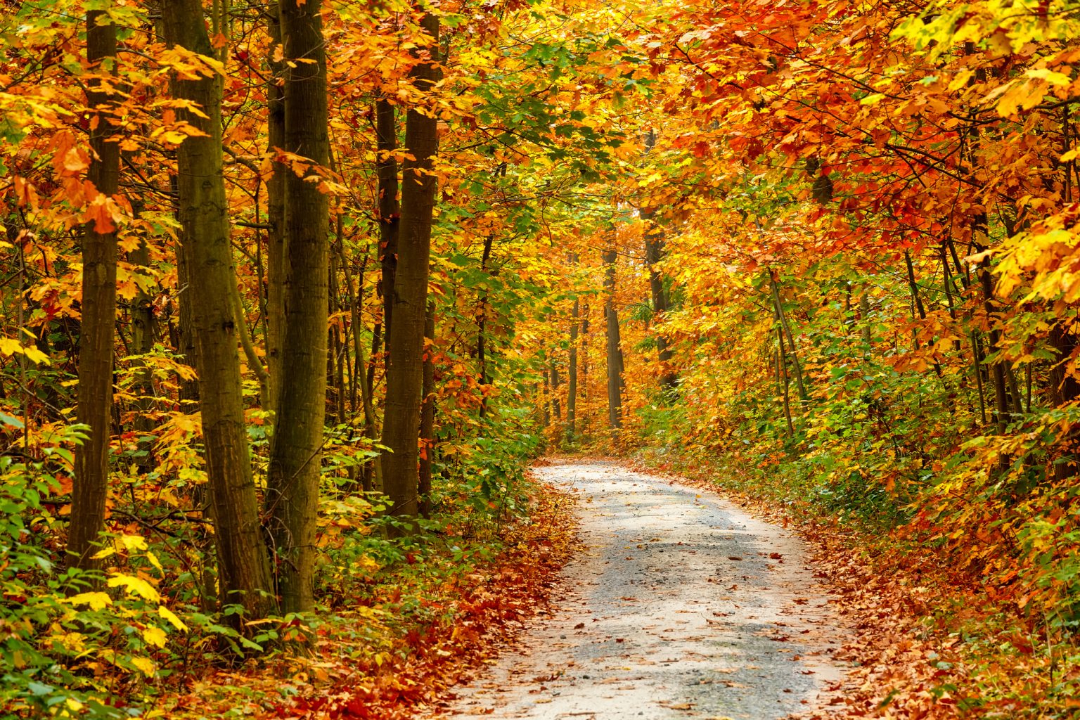 Cinque località in cui ammirare il “foliage d’autunno” in Italia