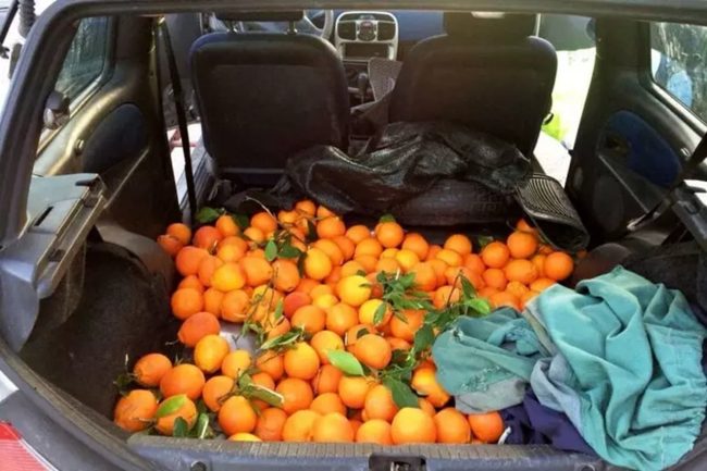 Furto di agrumi nel Siracusano, beccati 3 soggetti con bottino da 2mila kg: arrestati