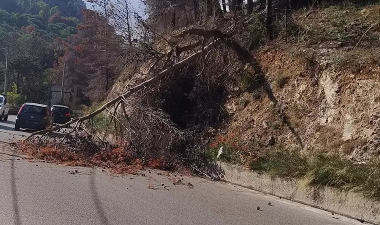 Ancora un albero caduto sulla SP 57, l’allarme dei residenti