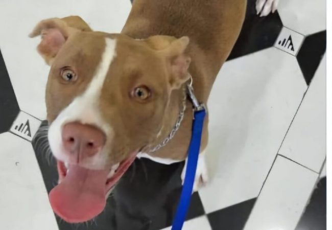 Cagnolina sbranata a Palermo: l’Oipa denuncia gravi inadempienze