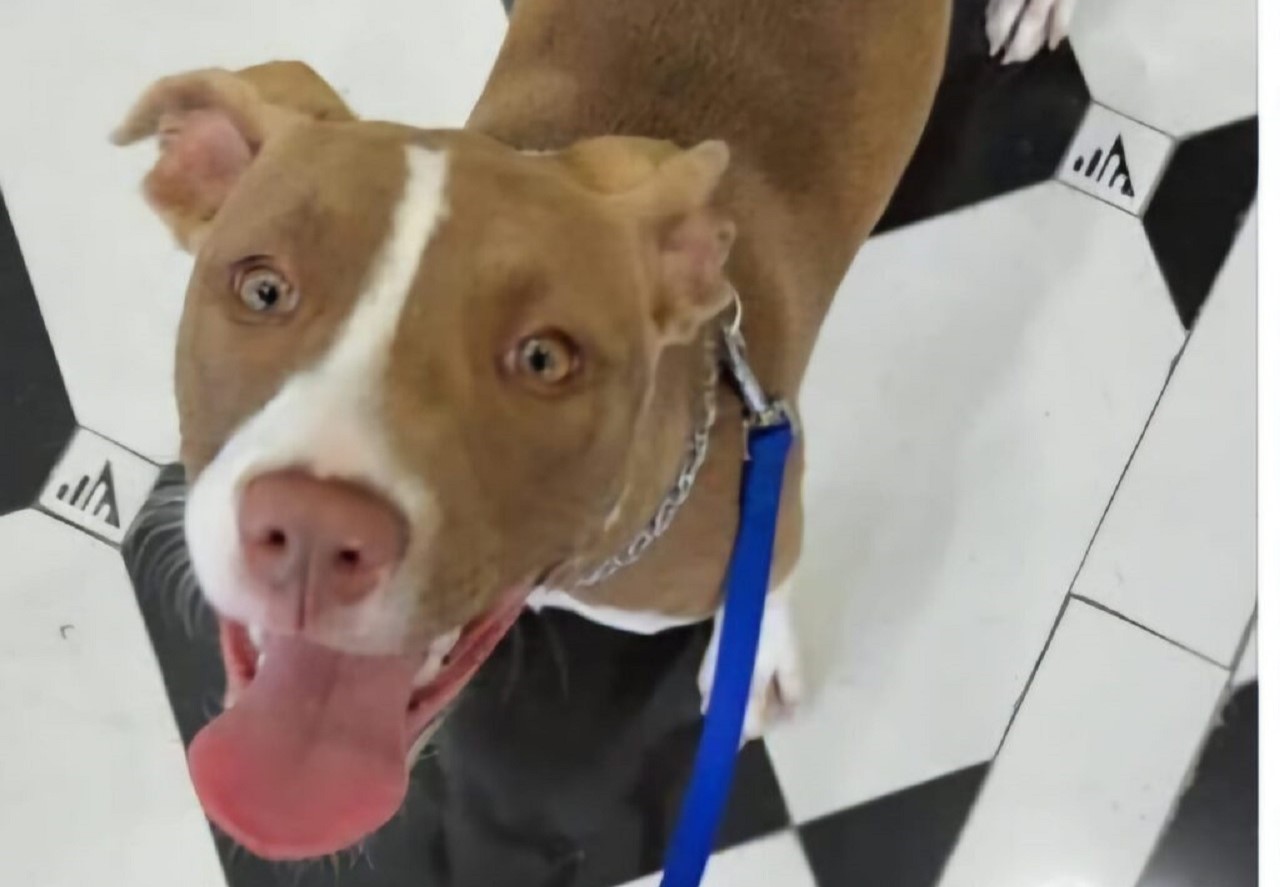 Cagnolina sbranata a Palermo: l’Oipa denuncia gravi inadempienze