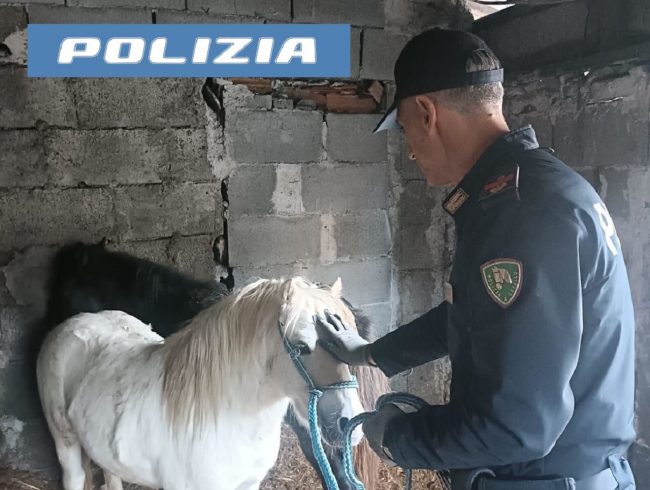 Stalla abusiva a San Cristoforo, denunciato macellaio catanese
