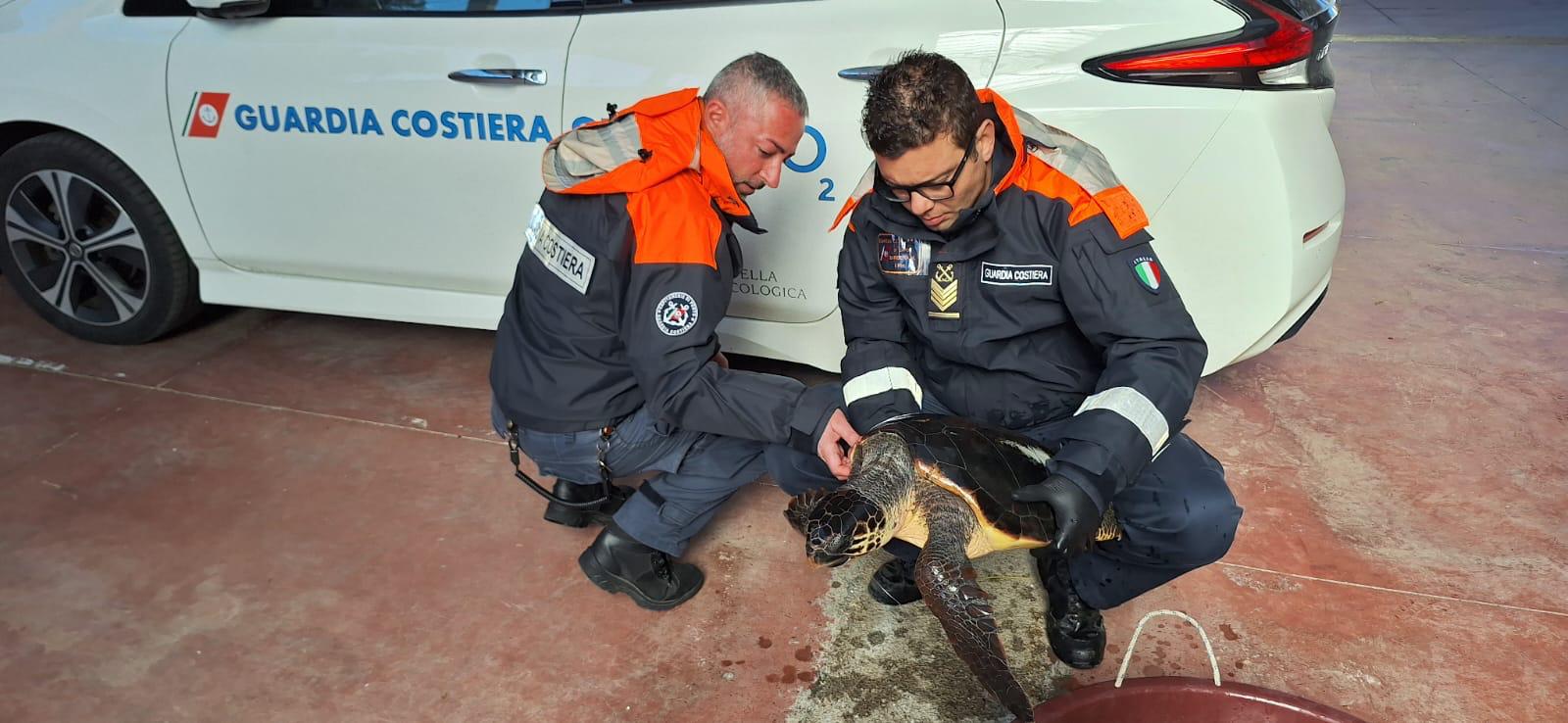 Siracusa, recuperata tartaruga marina della specie “Caretta caretta”