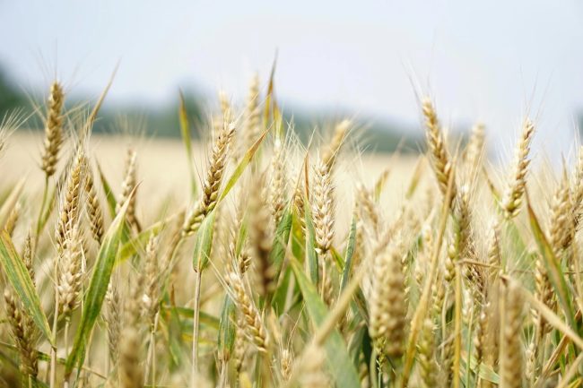 Pronti 20 milioni di euro per favorire gli agricoltori in Sicilia