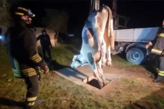 Vitello di 300 kg cade in una vasca per la raccolta delle acqua reflue