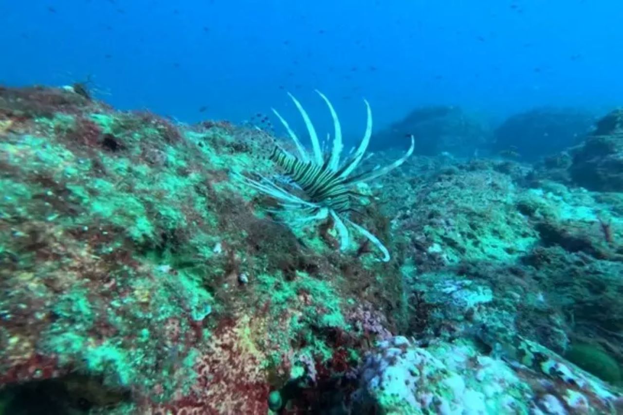Avvistato a Taormina un esemplare di pesce scorpione tropicale