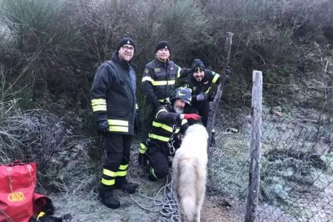 Salvati due cani dai vigili del fuoco nel Palermitano