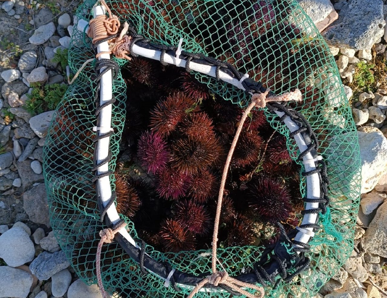 Sequestro a Siracusa dei ricci di mare, multa salata per un pescatore