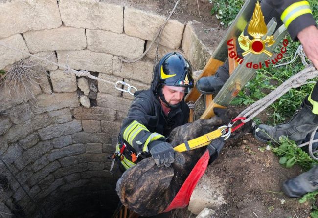 Salvato cane di grossa taglia caduto dentro un pozzo a Palagonia