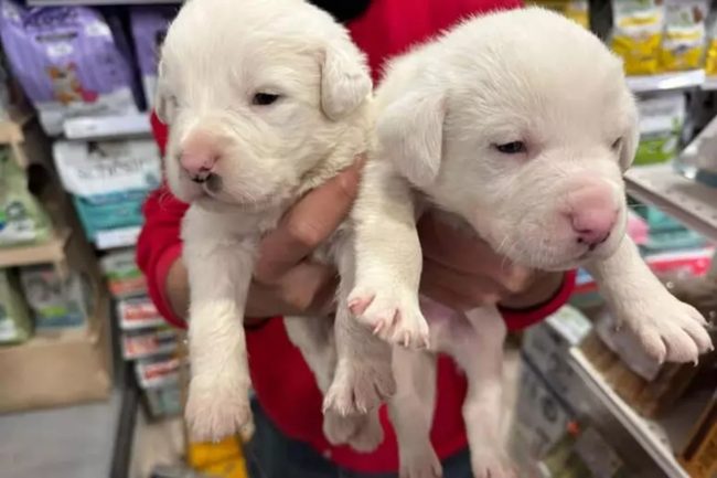 Cuccioli abbandonati in una scatola a Palermo, salvati da un cittadino