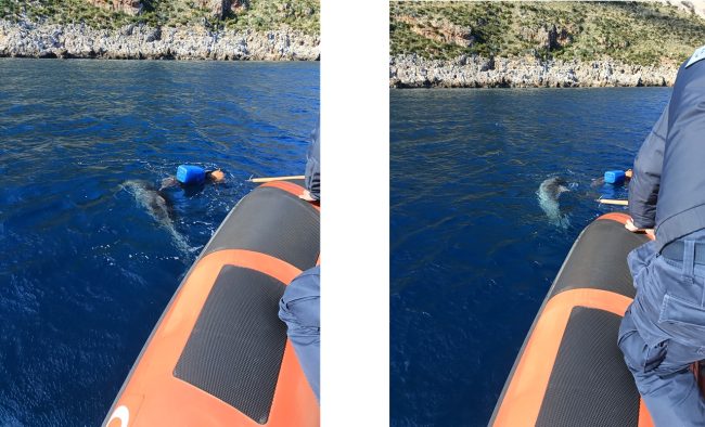 Trapani, cucciolo di delfino intrappolato in una rete salvato dalla Guardia Costiera
