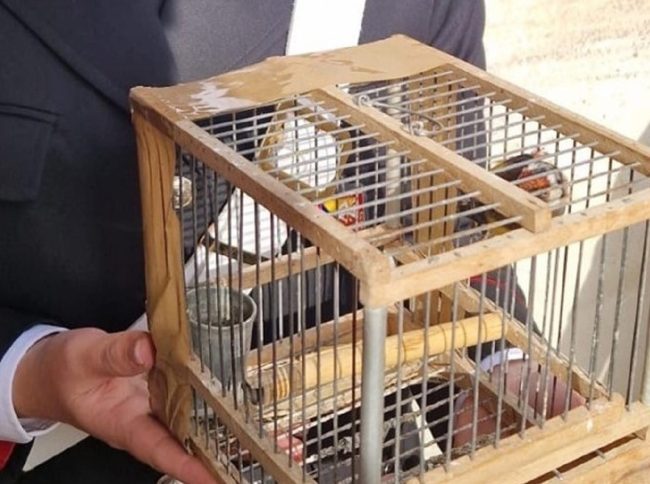 Messina, uomo ai domiciliari scoperto con in casa fuochi d’artificio e cardellino