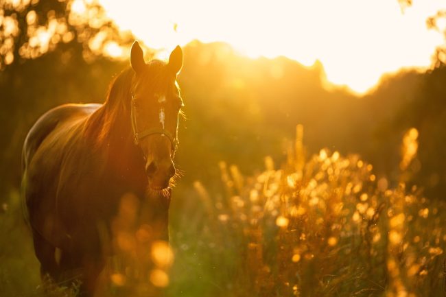 Paternò, cade da cavallo e viene trasferito in codice rosso