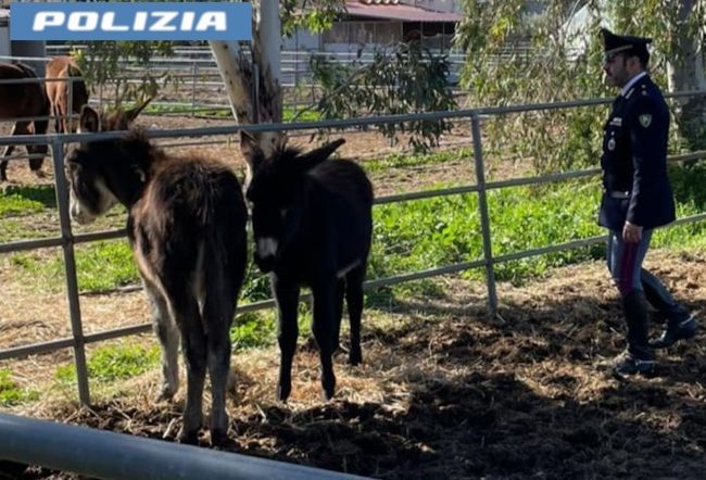 Salvati due asini a San Giorgio dalla macellazione clandestina