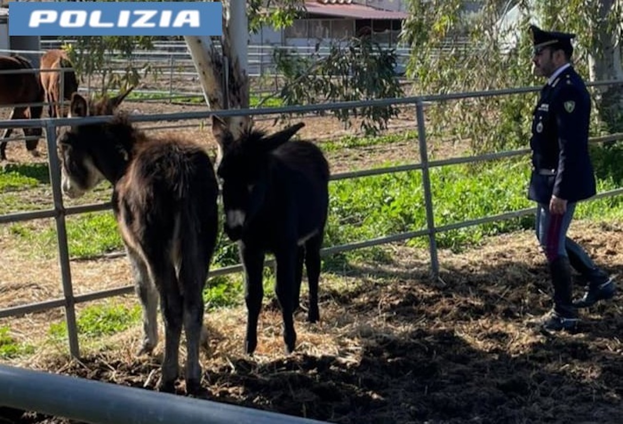 Salvati due asini a San Giorgio dalla macellazione clandestina