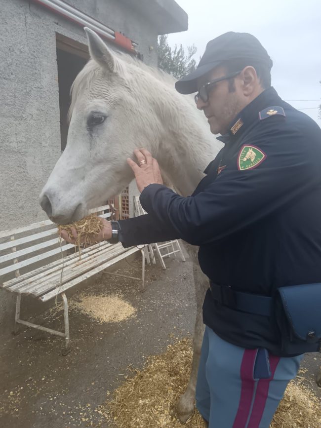 blitz in un terreno adibito a stalla