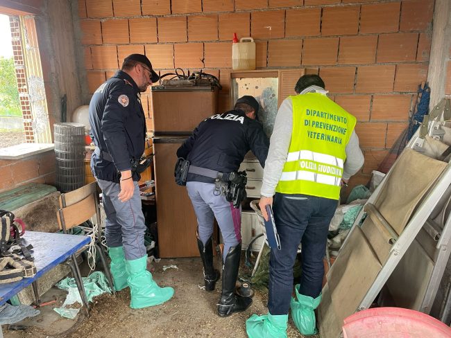 Terreno adibito a stalla fatiscente nel Catanese: cavalli senza acqua e cibo, tra fango ed escrementi