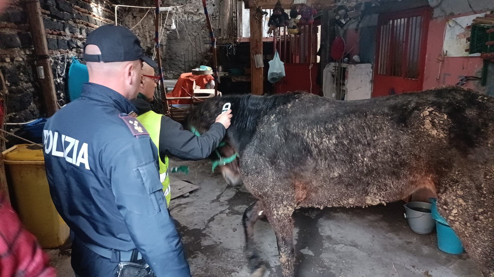 Catania, adibito a stalla un fatiscente box abusivo. Dentro una cavalla pronta per la macellazione: denunciato 67enne – VIDEO