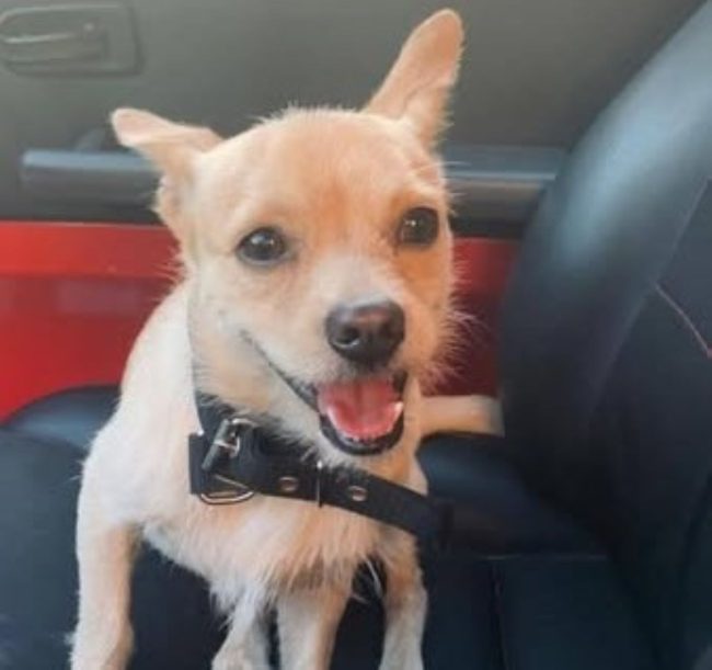 Brian è stato trovato morto. La triste fine del cane scomparso a Blufi