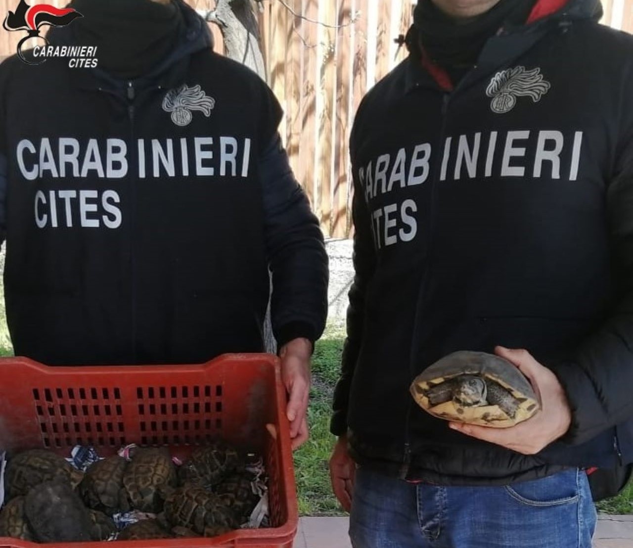 Denunciato un uomo per detenzione irregolare di esemplari di testuggini della specie “Testudo hermanni”