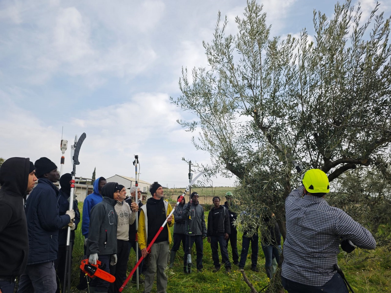 Potare un olivo, il corso di formazione a Scordia su un terreno tolto alla mafia