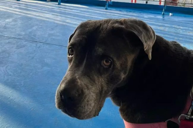 Cagnolina salvata a Bagheria, trova adesso una famiglia: la rinascita di “Anastasia”