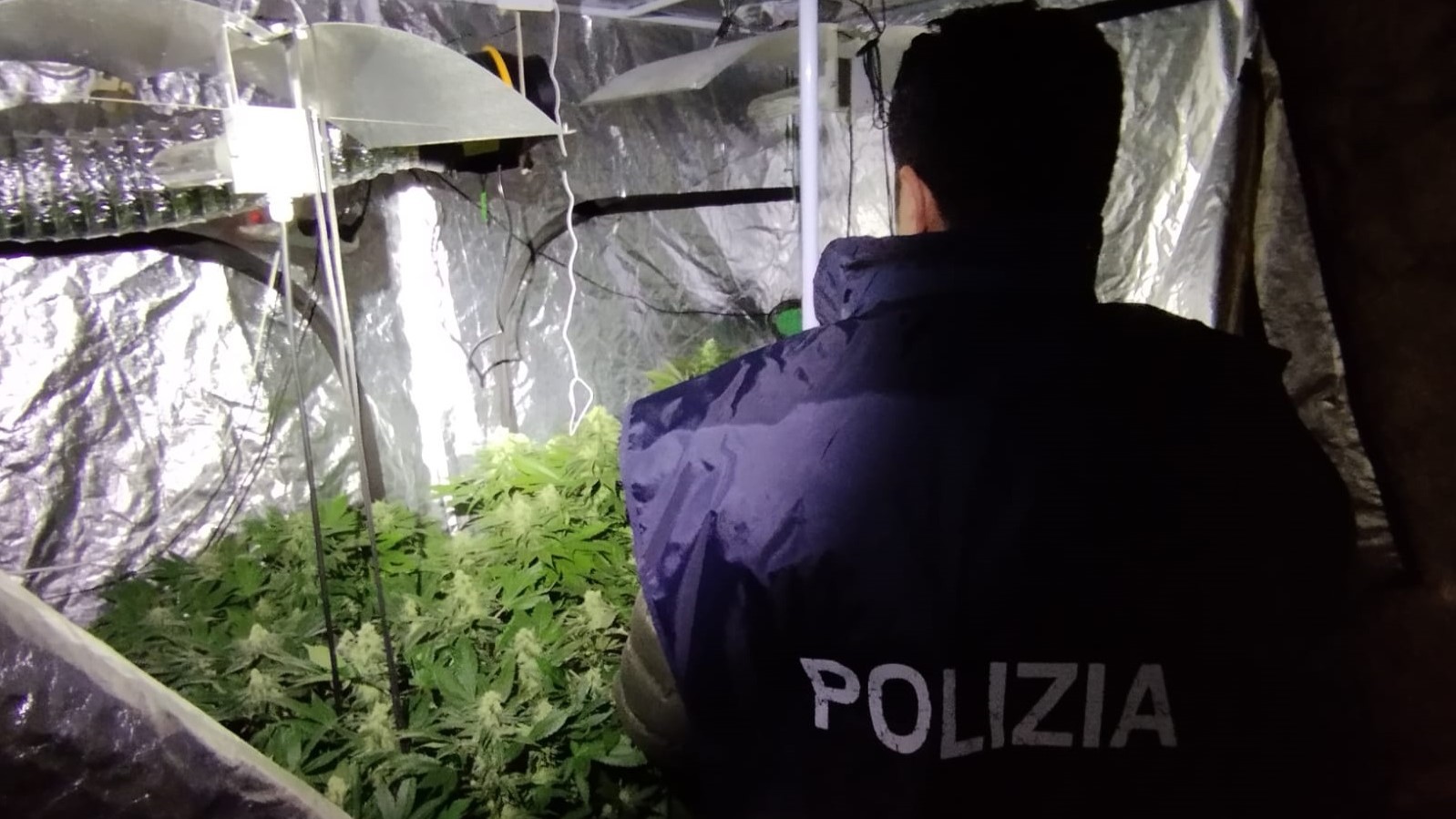 Serra di marijuana in una casa di Lentini. Espulso anche un mauriziano
