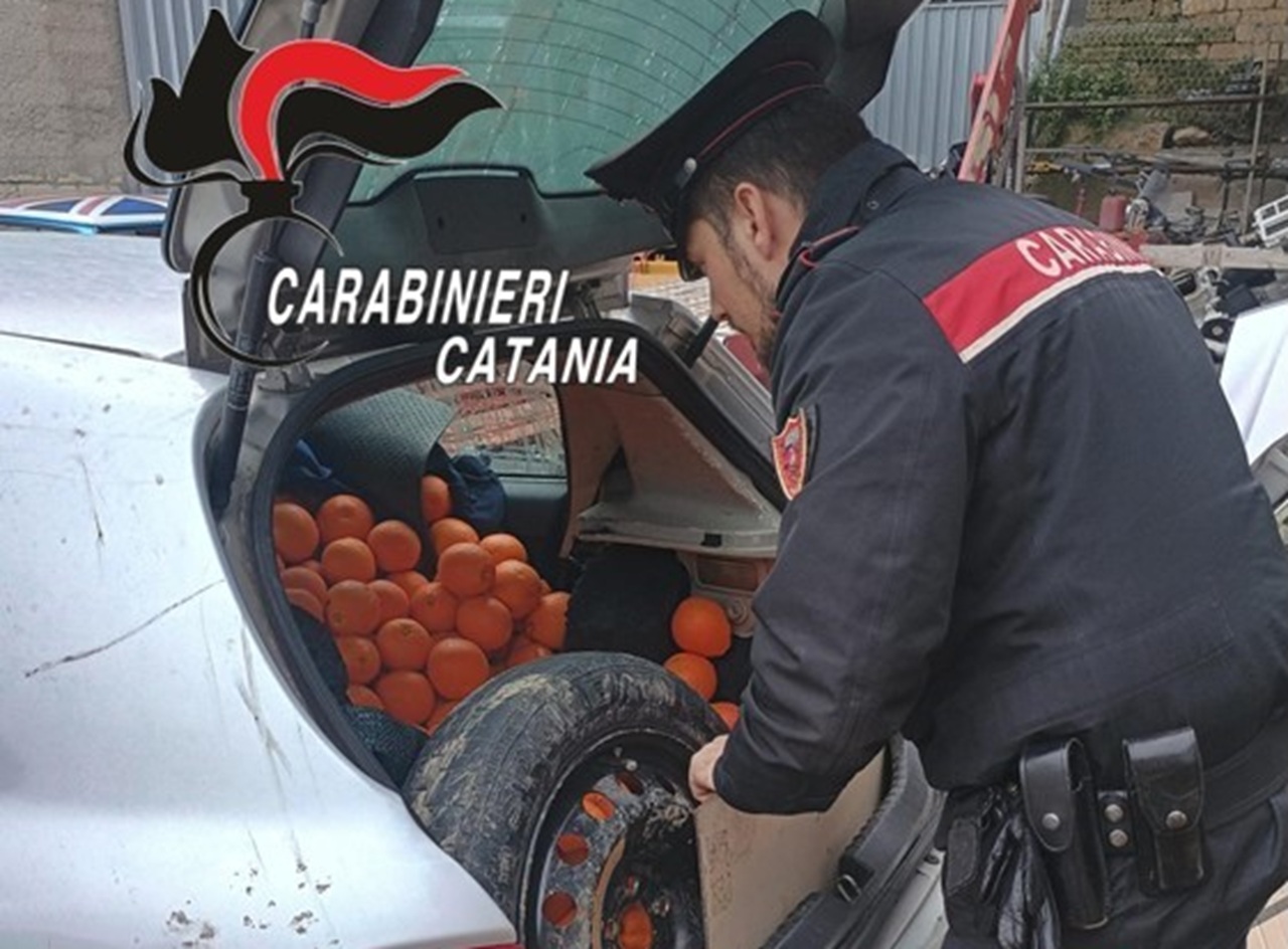 Ladri d’arance in azione a Ramacca