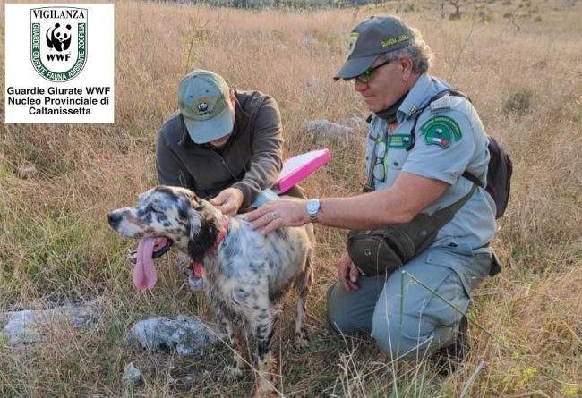 Il WWF Sicilia Centrale critica il disegno di legge sulla tutela degli animali e il randagismo