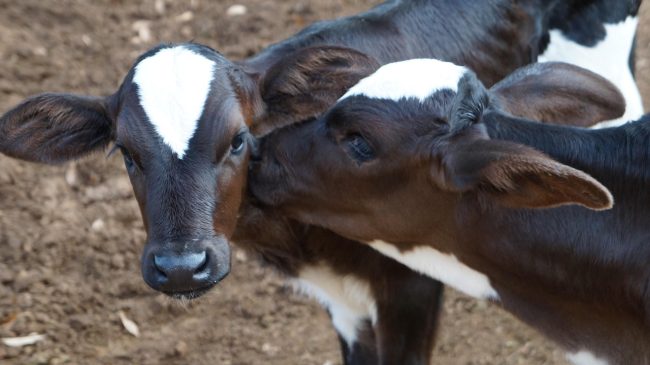 Allevatore colpito dal calcio di un vitello: grave incidente in un’azienda agricola del Palermitano