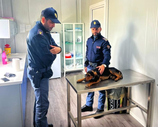 Gela, cane investito salvato da un poliziotto fuori servizio: al via raccolta fondi per operarlo