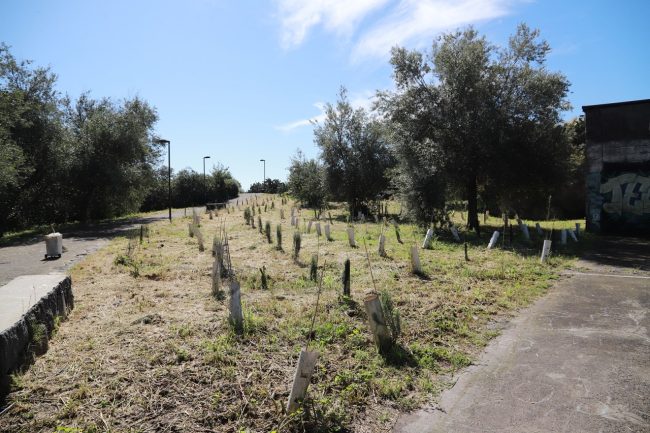 Catania, via al progetto di riforestazione del Parco Gemmellaro