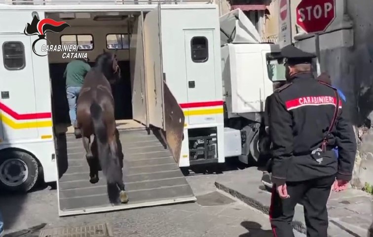 Catania, stalla abusiva in pieno centro storico: denunciato 36enne e sequestrati due cavalli