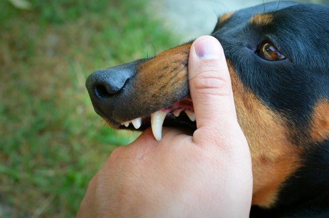 Donna aggredita da un cane muore davanti casa
