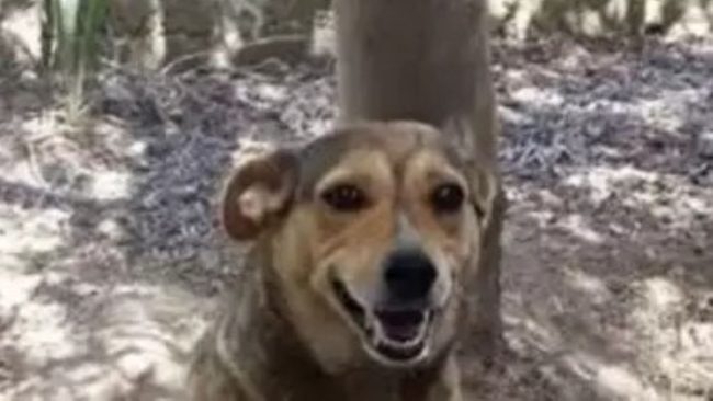 Cane ucciso a Siracusa, Timida e Tommy le due vittime di una crudeltà senza limiti