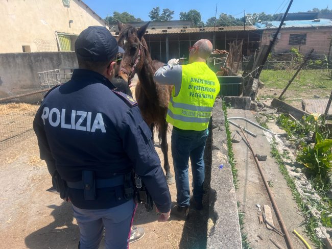 Ancora controlli nelle stalle e negli allevamenti: cavallo sequestrato, una denuncia a Catania