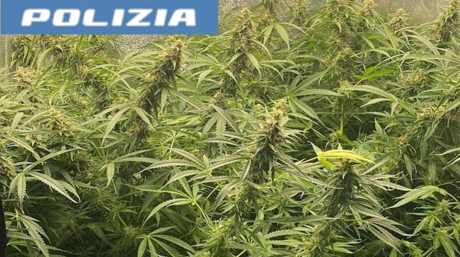 Coltivava cannabis sul terrazzo di casa: 37enne denunciato a Catania
