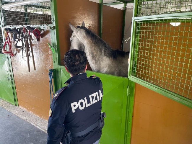 Blitz a San Cristoforo, scovate 11 stalle abusive e cavalli senza cibo e acqua