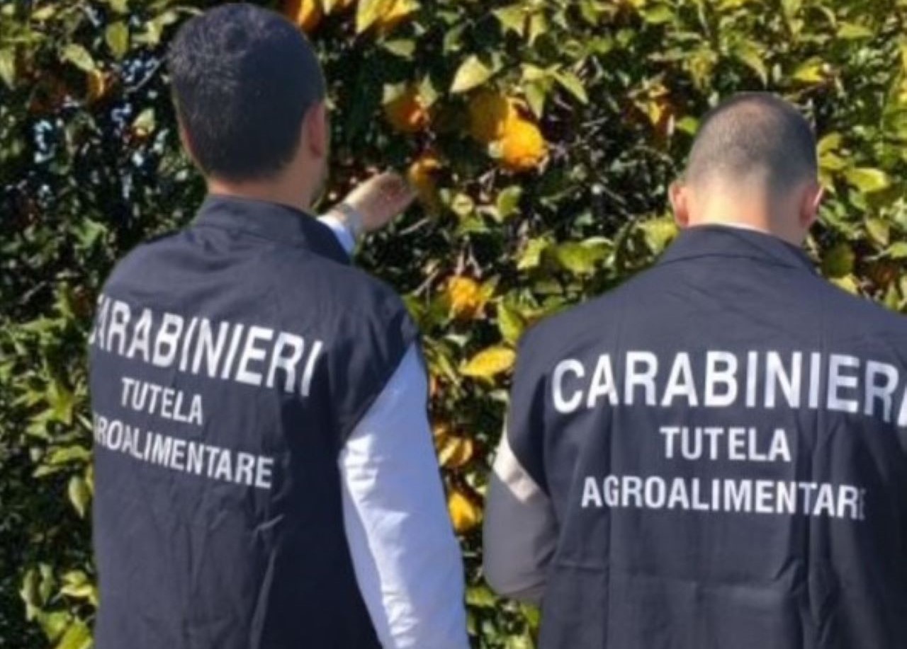 Palagonia, tre denunce e maxi sequestro di materiale contraffatto con marchio di Arancia Rossa di Sicilia I.G.P.