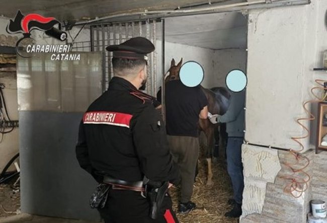 Irregolarità in una stalla di Catania, “piovono” sanzioni oltre i 6mila euro