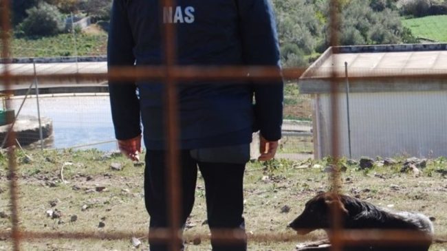 Cani maltrattati al canile di Vizzini: sequestrata la struttura