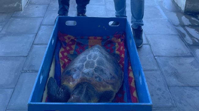 Messina, salvata una tartaruga e sequestrato del pescato senza tracciabilità