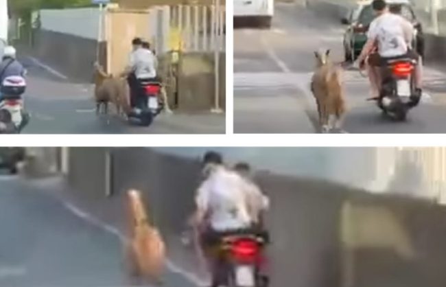 A Catania il traffico si fa… “equino”: cavallo al guinzaglio trainato da scooter in via San Giuseppe La Rena