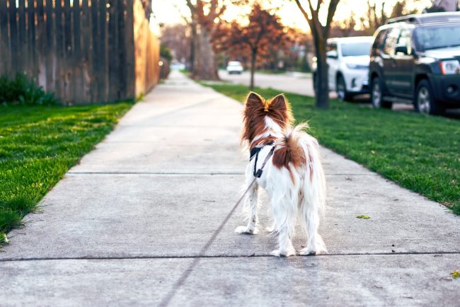 Via libera ai cani al guinzaglio nelle aree naturali siciliane: firmato il decreto