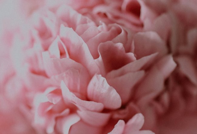 Maria Rosa, un piccolo fiore reciso dalle mani della donna che l’ha messa al mondo