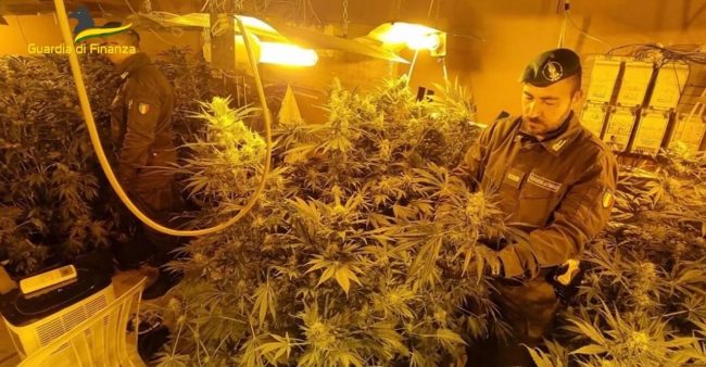 Maxi serra di marijuana in una villetta isolata a Carini: 2 arresti, sequestrate 250 piante