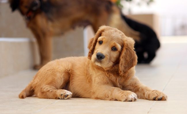 Pet Economy, in Sicilia boom di servizi per animali: +83% in dieci anni nei centri benessere per pet