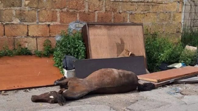 Indagini su un cavallo morto rinvenuto tra i rifiuti a Palermo