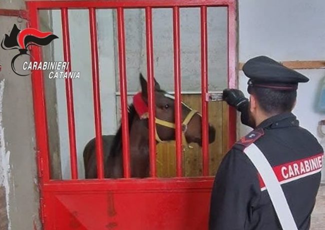 Belpasso, scoperta stalla abusiva: sequestrati cavalli e farmaci dopanti, denunciato un 28enne