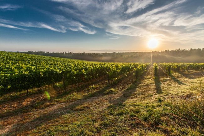 Vinitaly, Schifani oggi a Verona: “Pronti a sostenere i nostri produttori”